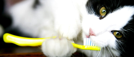 Brushing your Cat’s Teeth: Dental Care for your Pet