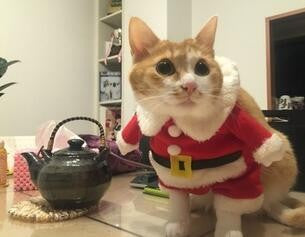 Santa Claus Cat Costume. Cat Coat Winter Clothes Christmas img 05