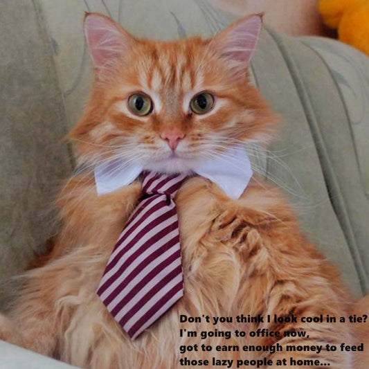 Cat Costume Velcro Tie & Clip Tie for Cats img 01