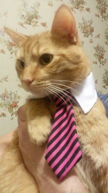 Cat Costume Velcro Tie & Clip Tie for Cats img 14