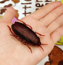 Electronic cat toys - Electronic Cockroach toy for cat img 07